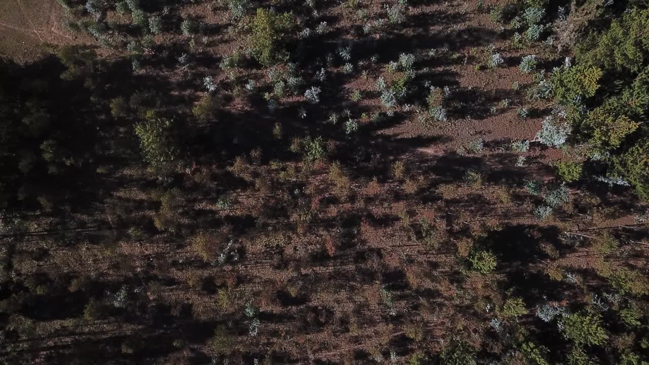 Drone shot capturing a top-down view of a sparse forest with long shadows cast by trees. A dramatic and textured landscape ideal for nature, environment, and abstract visual projects.