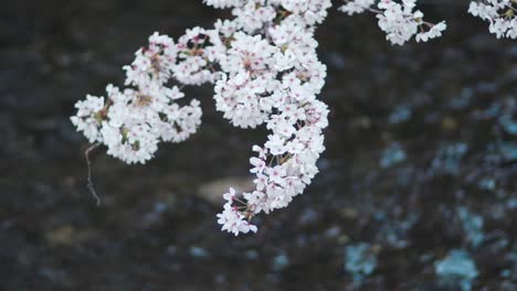 close up details of lovely white sakura cherry blossoms in kyoto, japan with river flowing in the background - selective focus