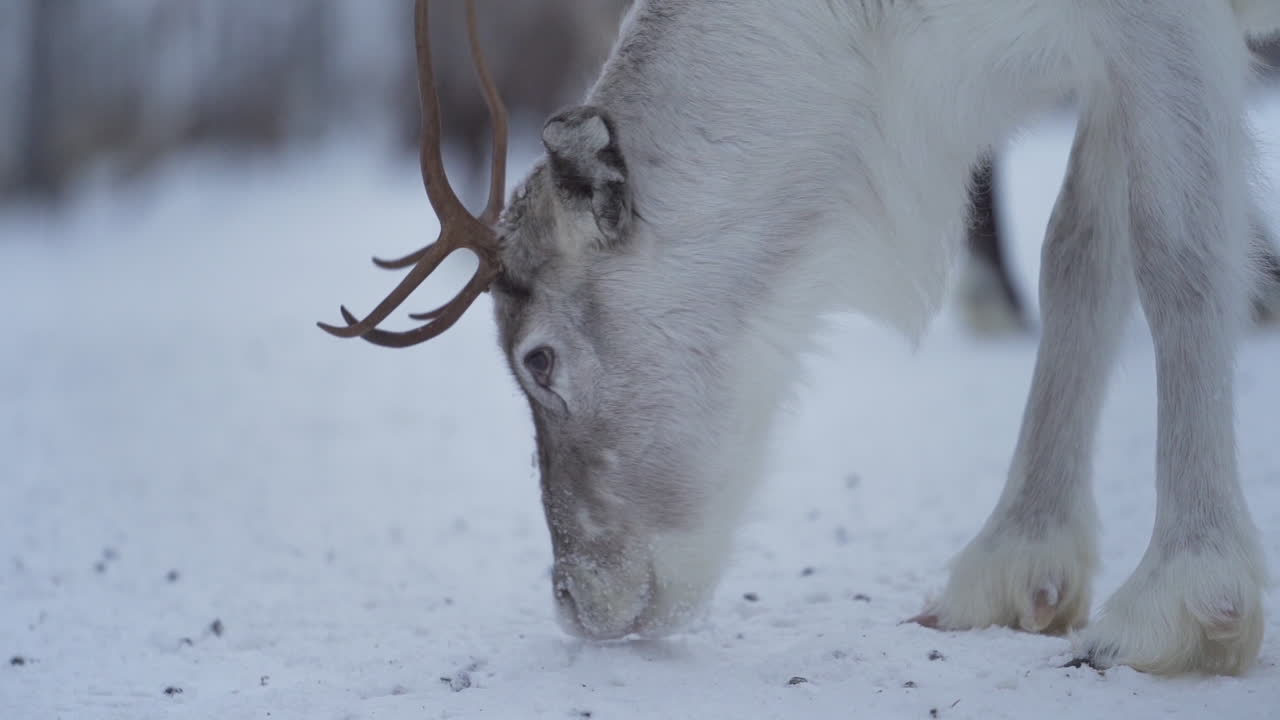 Close up slowmotion of a reindeer trying to find something to eat from frozen ground in Lapland Finland