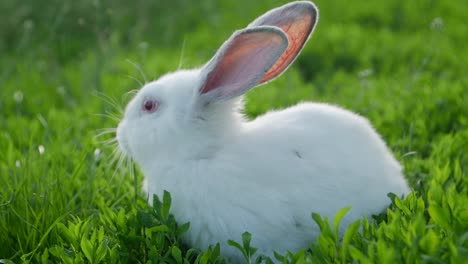 white rabbit in green grass