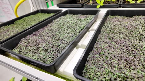green growth inside an eco-conscious indoor farm