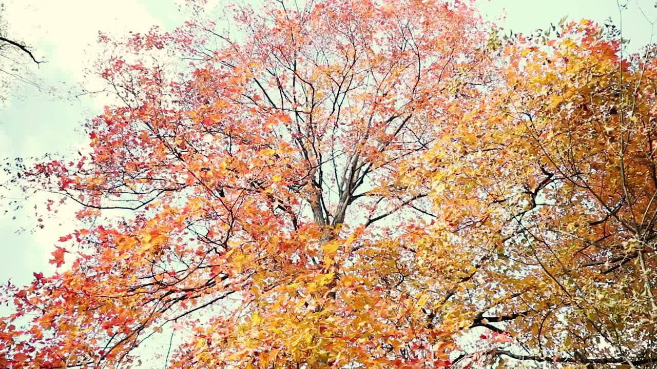 가을과 가을철에 푸른 하늘 앞에 빨간색과 노란색 잎이 있는 큰 나무를 닫습니다