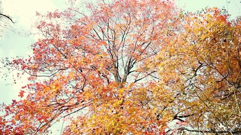 Close up of a large tree with red and yellow leaves in front of the blue sky during the autumn and fall season