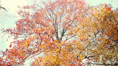 close up of a large tree with red and yellow leaves in front of the blue sky during the autumn and fall season