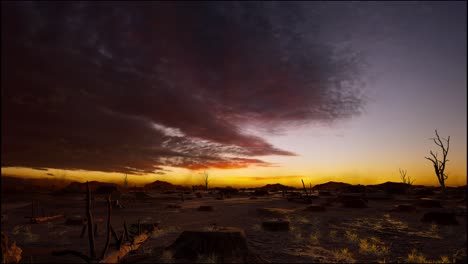 tree stumps left after deforestation, sunset time