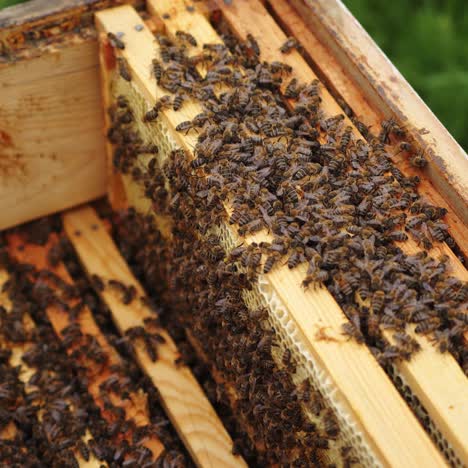 open hive with bees. honey bees crawl in an open hive on wooden honeycombs doing teamwork. close-up. beekeeping concept in agriculture
