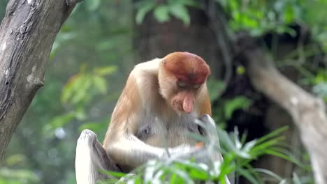 Weiblicher-Nasenaffe,-Der-Sich-Auf-Dem-Boden-Hinter-Den-Grünen-Blättern-In-Singapur-Ernährt---Vorderansicht-Geschossen