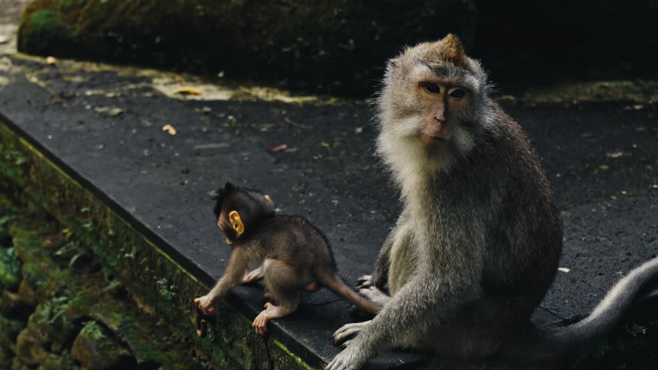 un mono y un bebé en el terreno del templo en bali, indonesia
