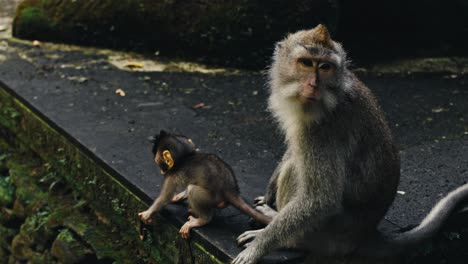 Up-close-Monkey-and-baby-on-the-temple-ground-in-Bali,-Indonesia