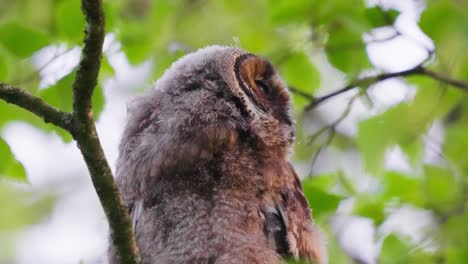 Nahaufnahme-Einer-Flauschigen,-Friedlichen-Eule,-Die-Auf-Einem-Ast-Thront,-Einschläft-Und-Den-Kopf-In-Richtung-Kamera-Dreht