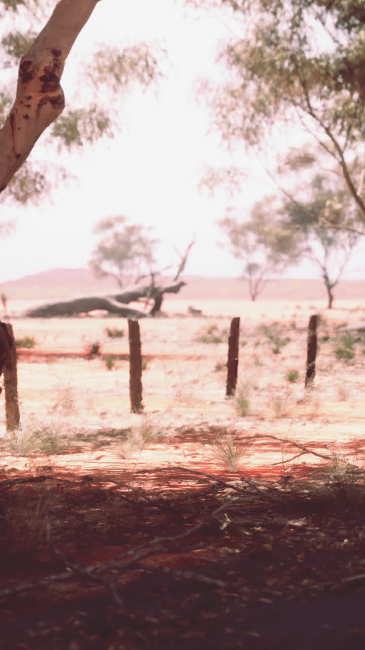 paisaje desértico con árboles y valla