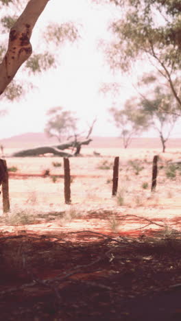 desert landscape with trees and fence