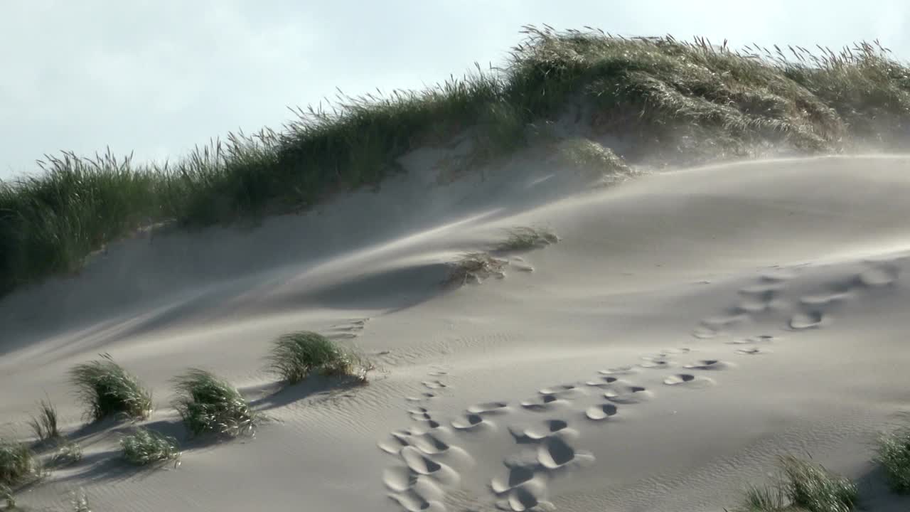 Sand dunes with dune grass in the storm of the North Sea, hiking dunes, dike protection, Sondervig, Jutland, Denmark, 4k