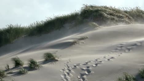 sand dunes with dune grass in the storm of the north sea, hiking dunes, dike protection, sondervig, jutland, denmark, 4k