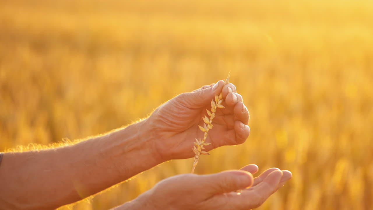 Ripe spikelet in hands against yellow sunlight. Hands of a farmer evaluates wheat grains in the field at sunset. Harvesting grain. Close-up.