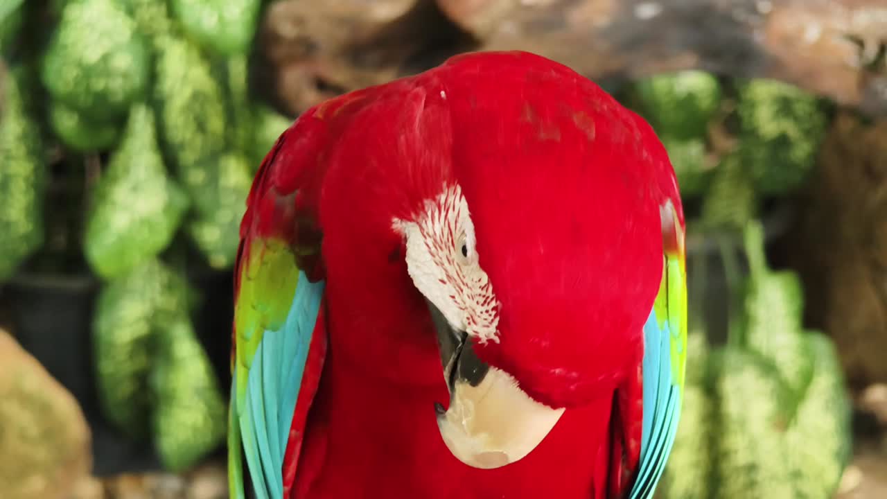 guacamaya roja