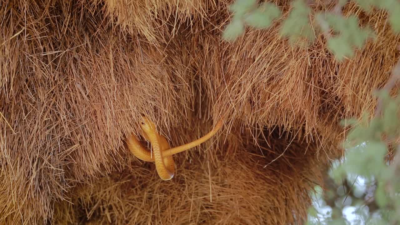 케이프 코브라 사냥과 사교적인 직공 둥지 확인을 보여주는 와이드 샷, 크갈라가디 국경 공원