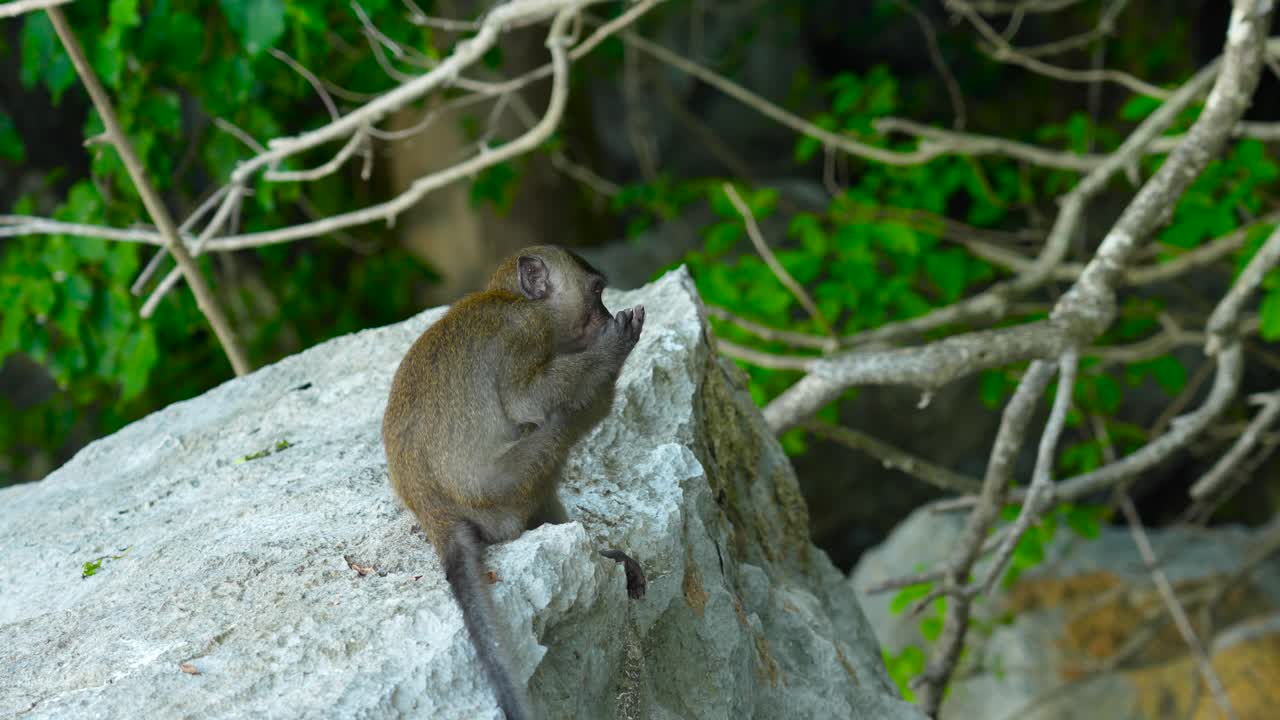 Baby monkey licking itself in thailand