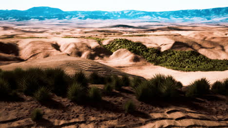 flat desert with bush and grass