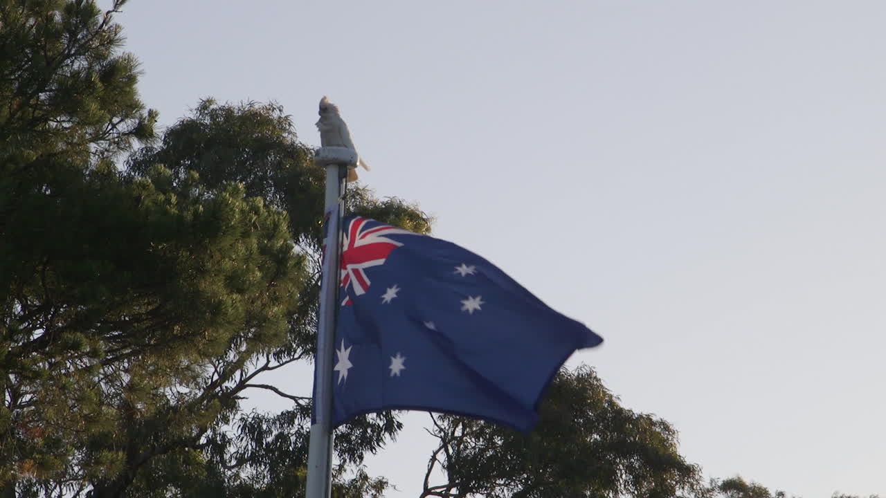 Cacatua bianco posato sulla cima di un pennone australiano