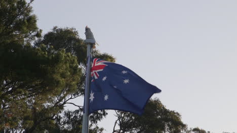 white cockatoo sitting on top an australian flagpole