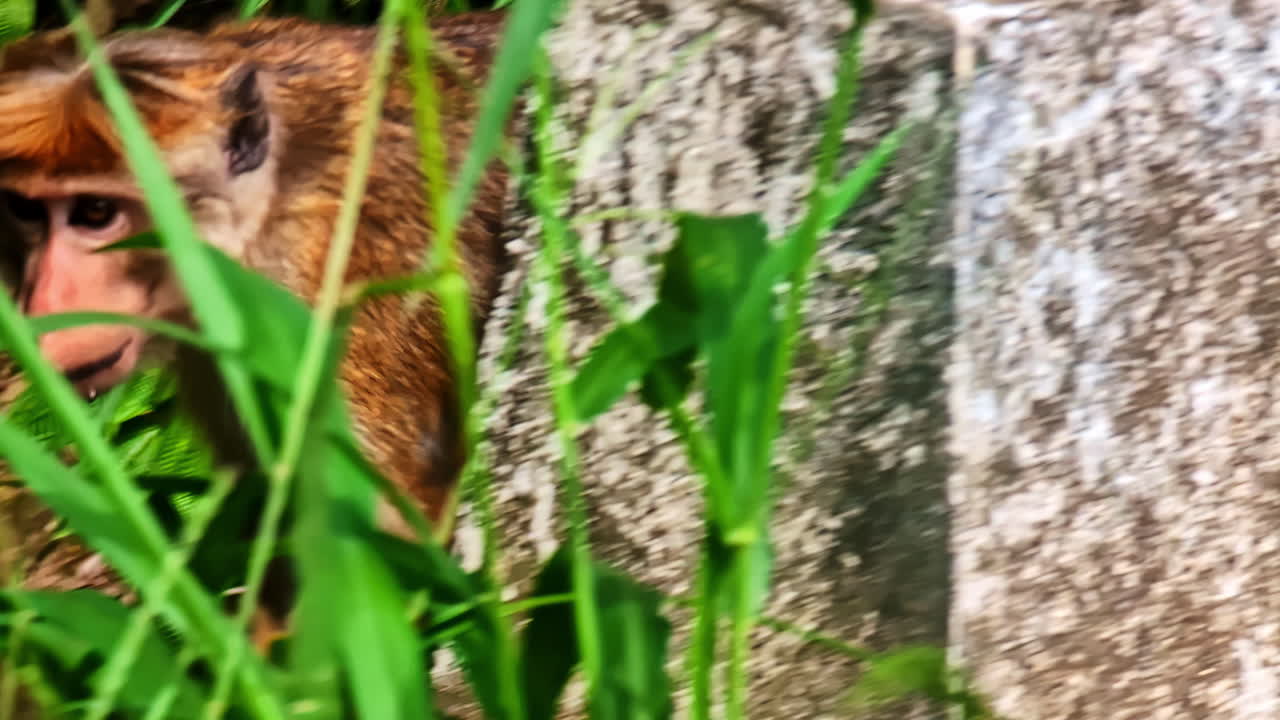 Close-up of a toque macaque moving through dense green grass in the wild. Sri Lanka