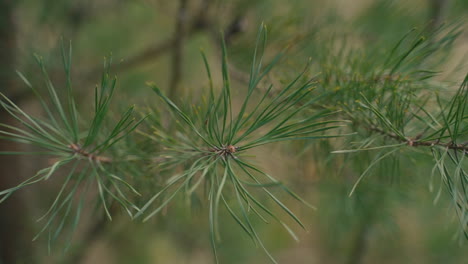 close up of a pine tree branch 1