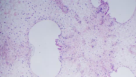 ovary of lilium transverse section, stained, under microscope bright field view