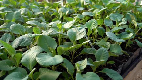 pequeñas plantas vegetales sentarse fueron regadas