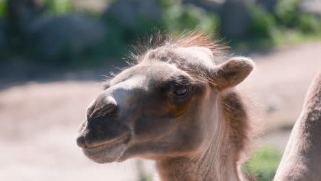 Close-up-of-face-of-Bactrian-camel-walking-in-sunlight,-shallow-DOF