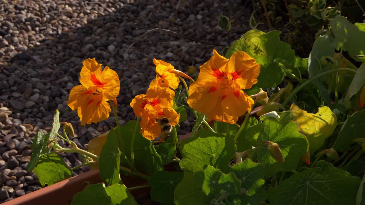정원에 있는 오렌지색 팬지 꽃을 방문하는 꿀벌