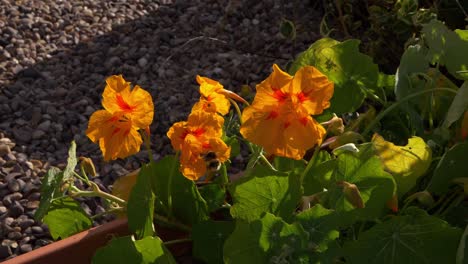 Bee-visiting-orange-pansy-flowers-in-garden