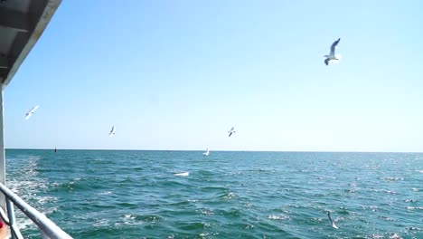 view of flying seagulls from the boat