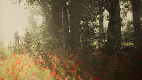 Clearing-in-the-forest-in-sunny-summer-morning