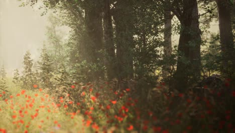 clearing in the forest in sunny summer morning