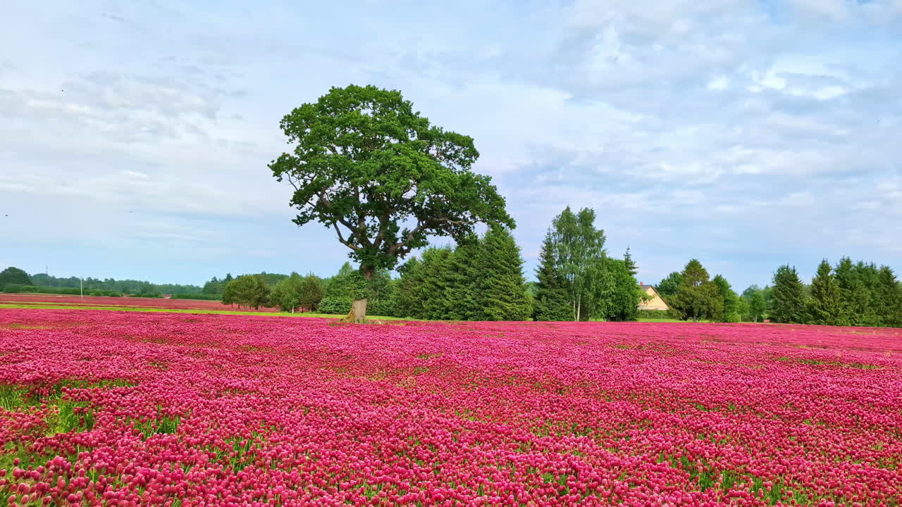 은 꽃이 피는 크림슨 클로버의 과 배경에 나무, 팬닝 뷰