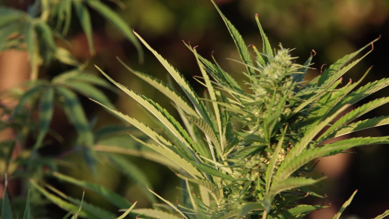 сельское хозяйство марихуаны в фермерских хозяйствах под открытым небом