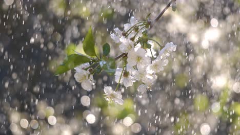 cherry blossom period. drops of spring rain fall on a cherry blossom. shot on super slow motion camera 1000 fps.