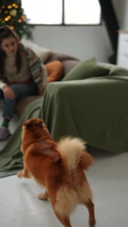 finnish spitz dog in a cozy home