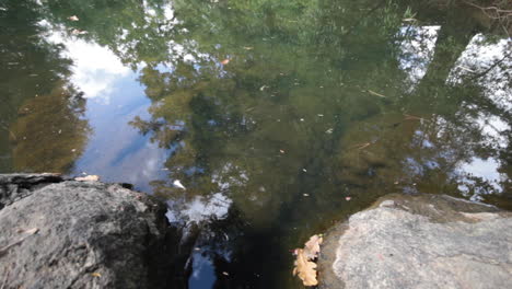 Stehendes-Wasser-Mit-Steinen-Und-Blättern