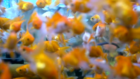 goldfish in aquarium