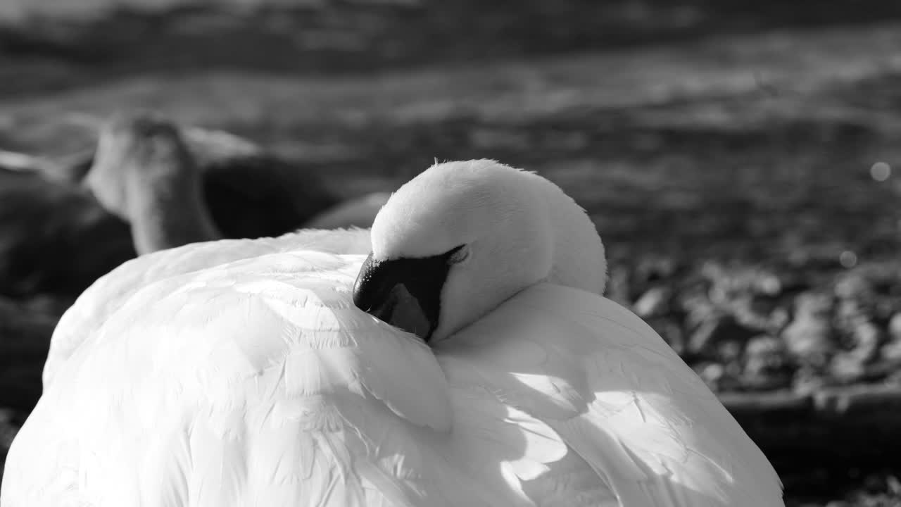 Klöntalersee swan resting in soft light zoomed close up in Switzerland, peaceful wildlife moment, calm nature and relaxation view