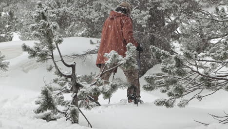 slow motion of a snowboard climbing behind some trees in a forest with his splitboard while it snows