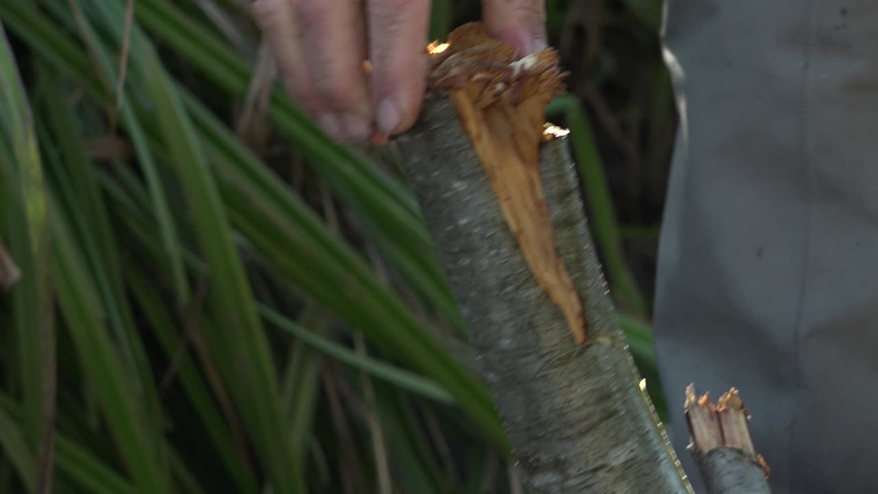 작은 개울이 있는 연어 강-24