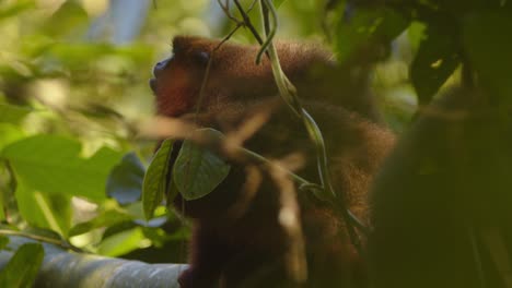 mother dusky titi monkey and her baby feed on a branch above peru’s dense amazon jungle as other troupe members pass