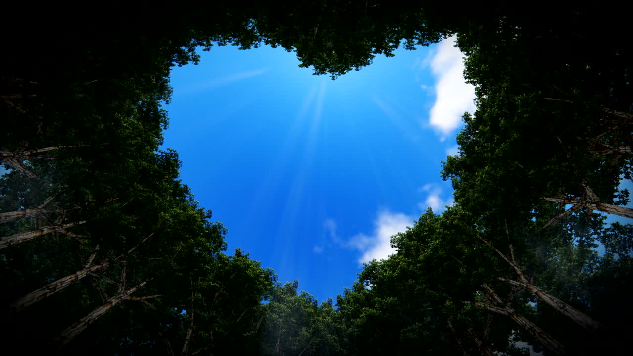 Looking up through a heart of trees, time lapse clouds, seamless loop, 4K