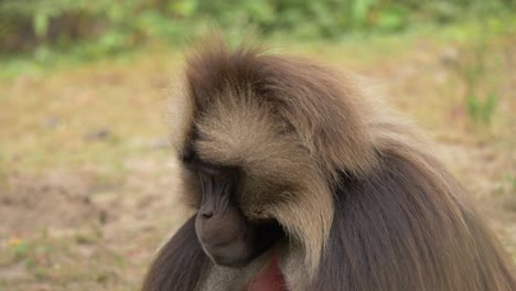 close-up portrait of an isolated gelada baboon male looking around with piercing eyes in libanos ethiopia