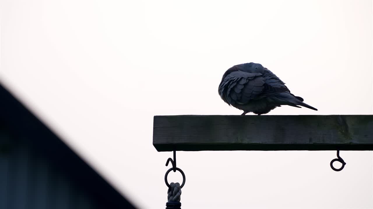 A black pigeon, likely a Feral Pigeon (Columba livia), perches on a wooden beam supporting a hanging sign in Sweden. The overcast sky contrasts with the dark geometric shapes.