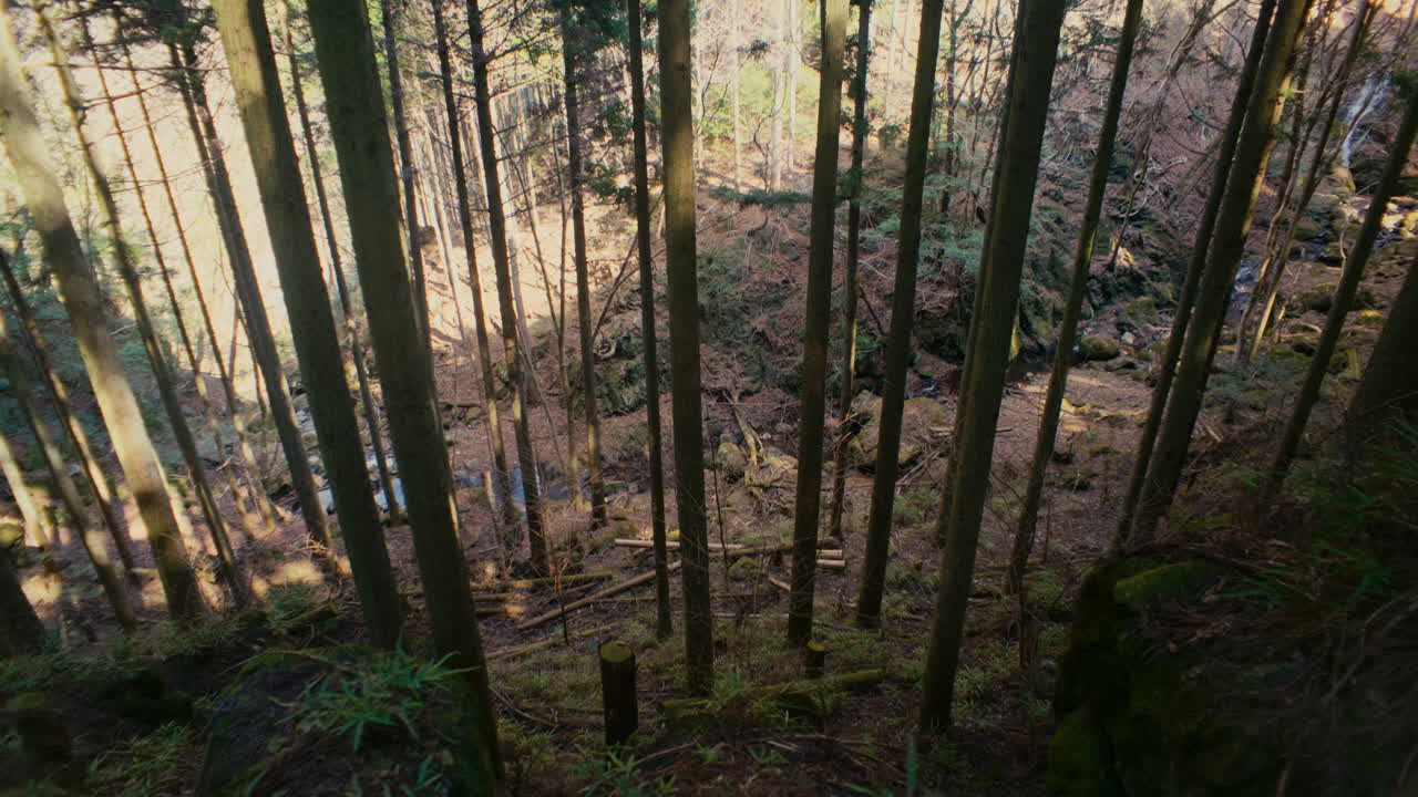 Tranquillo sentiero escursionistico attraverso una foresta lussureggiante nelle montagne del Giappone con un bagliore di luce solare.