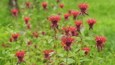beebalm carmesí, monarda escarlata en el campo